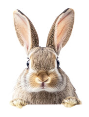 Fototapeta premium PNG Bunny background animal rabbit.