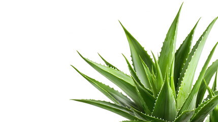 Fototapeta premium Striking plant with green leaves set against a dramatic black background highlighting its unique features and beauty