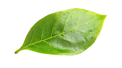 Obraz premium Beautiful leaf with water droplets capturing the essence of freshness and nature's splendor in a closeup perspective