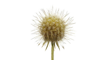 Fototapeta premium Bright and cheerful dandelion flower displaying its unique structure and vibrant color in a natural outdoor setting