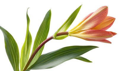 Obraz premium Elegant flower captured on a solid black background showcasing its delicate features and natural charm