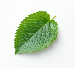 Fototapeta premium Fresh Green Leaf on a White Background for Natural Themes