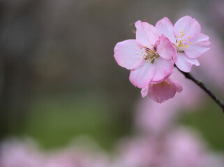 Fototapeta premium 4月に咲いた可愛らしくて淡いピンク色の桜「タカネオオヤマザクラ（高嶺大山桜）」