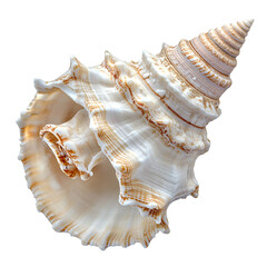 seashell isolated on PNG background