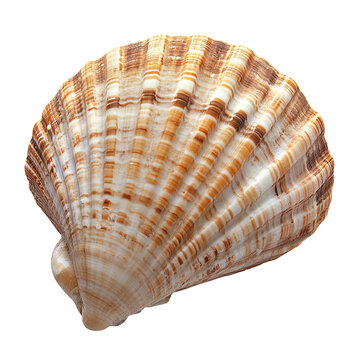 seashell isolated on PNG background