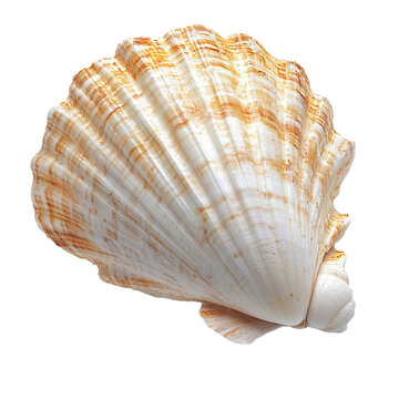 seashell isolated on PNG background
