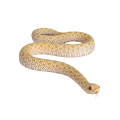 Top view shot of Young albino hognose snake moving side ways, tongue out. Isolated cutout on a transparent background.