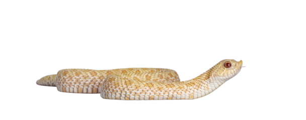 Eye level view shot of Young albino hognose snake side ways, head lifted with tongue out. Isolated cutout on a transparent background.