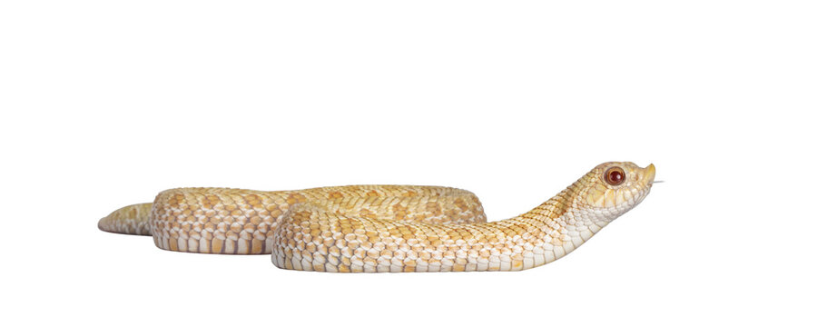 Eye level view shot of Young albino hognose snake side ways, head lifted with tongue out. Isolated cutout on a transparent background.