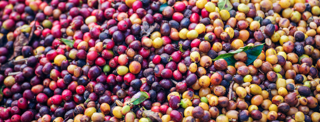 Banner coffee bean berry plant fresh seed. panoramic Ripe Red coffee tree growth green eco organic farm. Banner red ripe seed robusta arabica berries harvest coffee garden. Coffee bean tree copy space