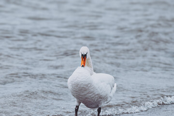 Swans in nature at Örby ängar in Helsingborg, Sweden.