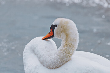 Swans in nature at Örby ängar in Helsingborg, Sweden.