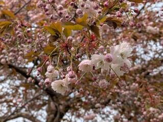 Pink blossoms of Japanese Cherry (Prunus serrulata)