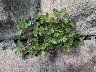 Pellitory of the Wall plant (Patietaria judaica) in an urban setting