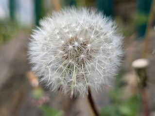 A dandelion clock (Taraxacum) showing the flower's seeds