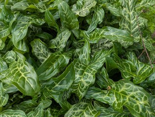 Leaves of Italian Lords-and-ladies (Arum italicum)