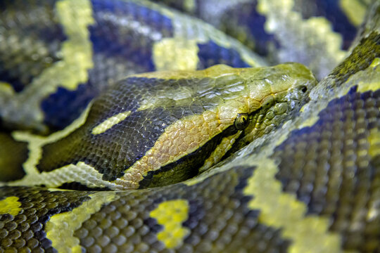 Indian python (Latin Python molurus) in striped coloring rolled up into a ball. Marine animals, reptiles, ecology.