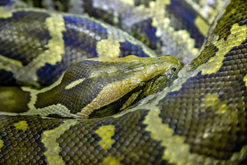 Obraz premium Indian python (Latin Python molurus) in striped coloring rolled up into a ball. Marine animals, reptiles, ecology.
