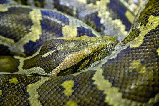 Indian python (Latin Python molurus) in striped coloring rolled up into a ball. Marine animals, reptiles, ecology.