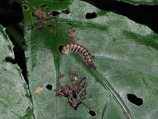 Caterpillar on a chewed green leaf in a tropical forest