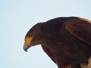 Harris&rsquo;s hawk captured from below against a clear blue sky, highlighting its intense gaze, dark plumage, and strong beak in natural light.