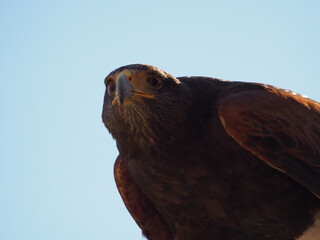 Harris&rsquo;s hawk captured from below against a clear blue sky, highlighting its intense gaze, dark plumage, and strong beak in natural light.