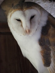 Barn owl with heart-shaped face and soft plumage, captured in gentle light with a calm expression and detailed feathers.