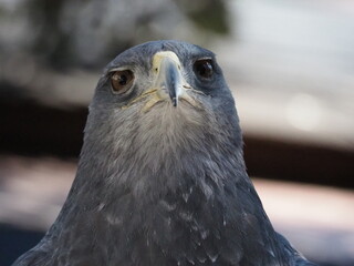 Close-up portrait of a fierce-looking bird of prey with sharp beak and piercing eyes, showcasing strength and intensity in stunning detail.