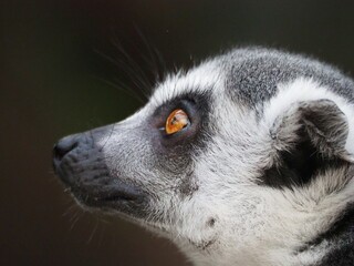 Ring-tailed lemur sitting alert with a green blurred background, showcasing its iconic black-and-white tail and expressive eyes in a natural setting.