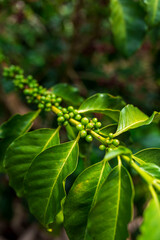 Unripe Coffee Beans Growing in the Heart of South America