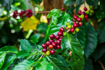  Ripe Red Cherries Ready for the Cup