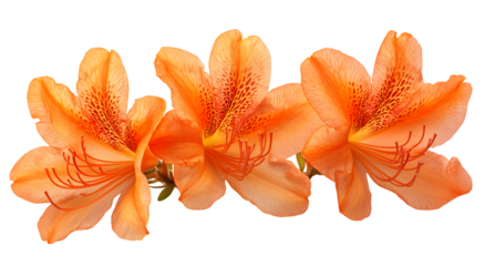 Isolated cluster of vibrant orange lily flowers with detailed petals on transparent background. 