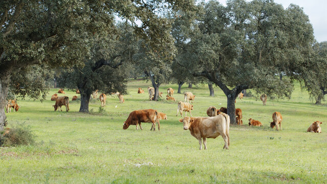 Herd of cows grazing in the meadow between green trees in spring or summer day.