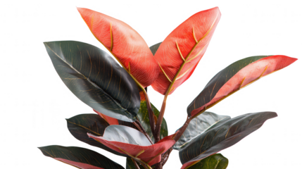 Captivating plant with brilliant red leaves standing out against a neutral background showcasing natural beauty