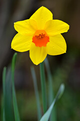 Rain drops on a daffodil