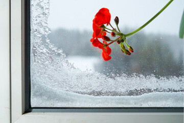 Red geranium flower against a frozen window.Opposition of warmth and cold, winter and summer.