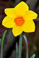 Rain drops on a daffodil