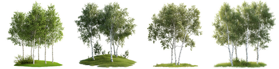 Set of small birch trees and grass, isolated on a transparent background.