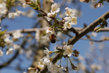 Frühling im Garten und in der Natur