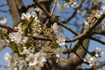 Fr&uuml;hling im Garten und in der Natur