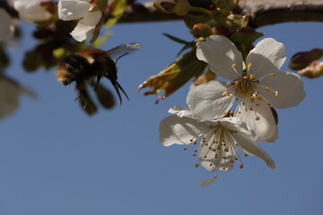 Fr&uuml;hling im Garten und in der Natur