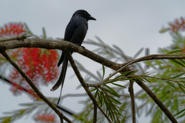 Drongo on the branch