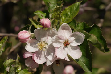 Fr&uuml;hling im Garten und in der Natur