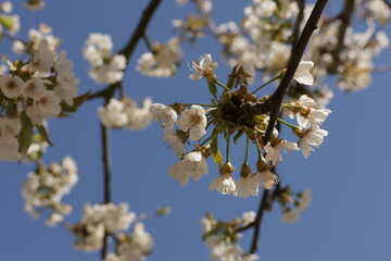 Frühling im Garten und in der Natur