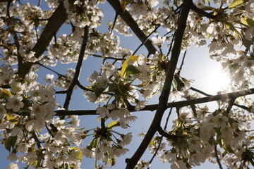 Fr&uuml;hling im Garten und in der Natur