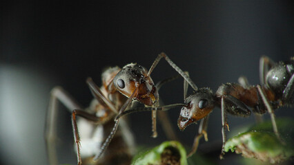  Red ant (Formica rufa) Formica rossa