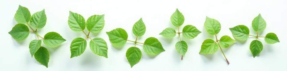 Fototapeta premium Delicate leaf clusters on a plain white surface, botanical, leaves, simple