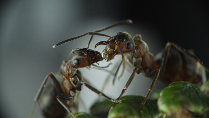  Red ant (Formica rufa) Formica rossa