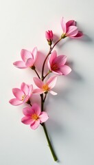 Delicate petals unfolding on a crisp white surface, delicate, flowers, still life