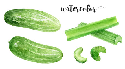 Watercolor Realistic Cucumbers and Celery Sticks and Slices Illustration, Fresh Vegetables Collection